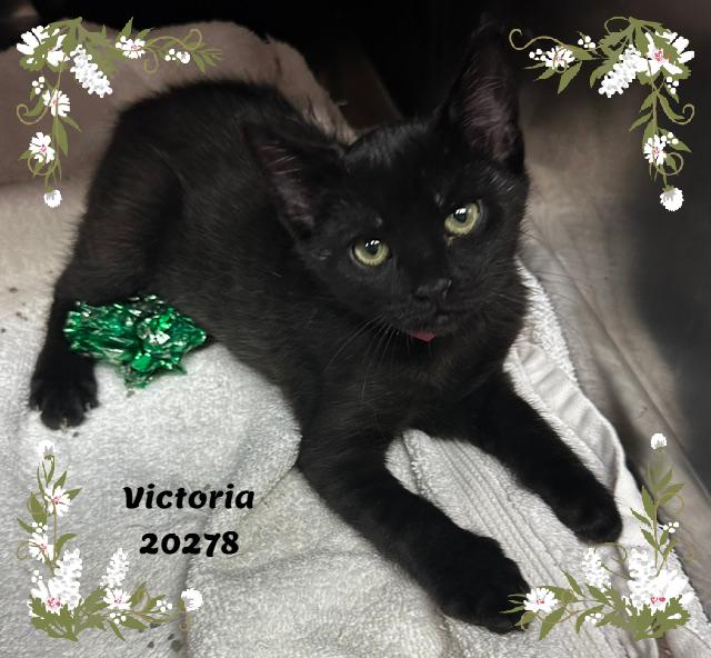 VICTORIA, ADOPTABLE, Kitten Female Domestic Short Hair & Bombay.