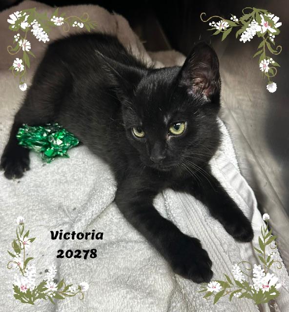 Enlarge VICTORIA, a ADOPTABLE mixed breed in Marietta, GA image 2/5