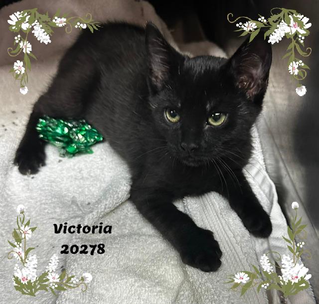 Enlarge VICTORIA, a ADOPTABLE mixed breed in Marietta, GA image 5/5