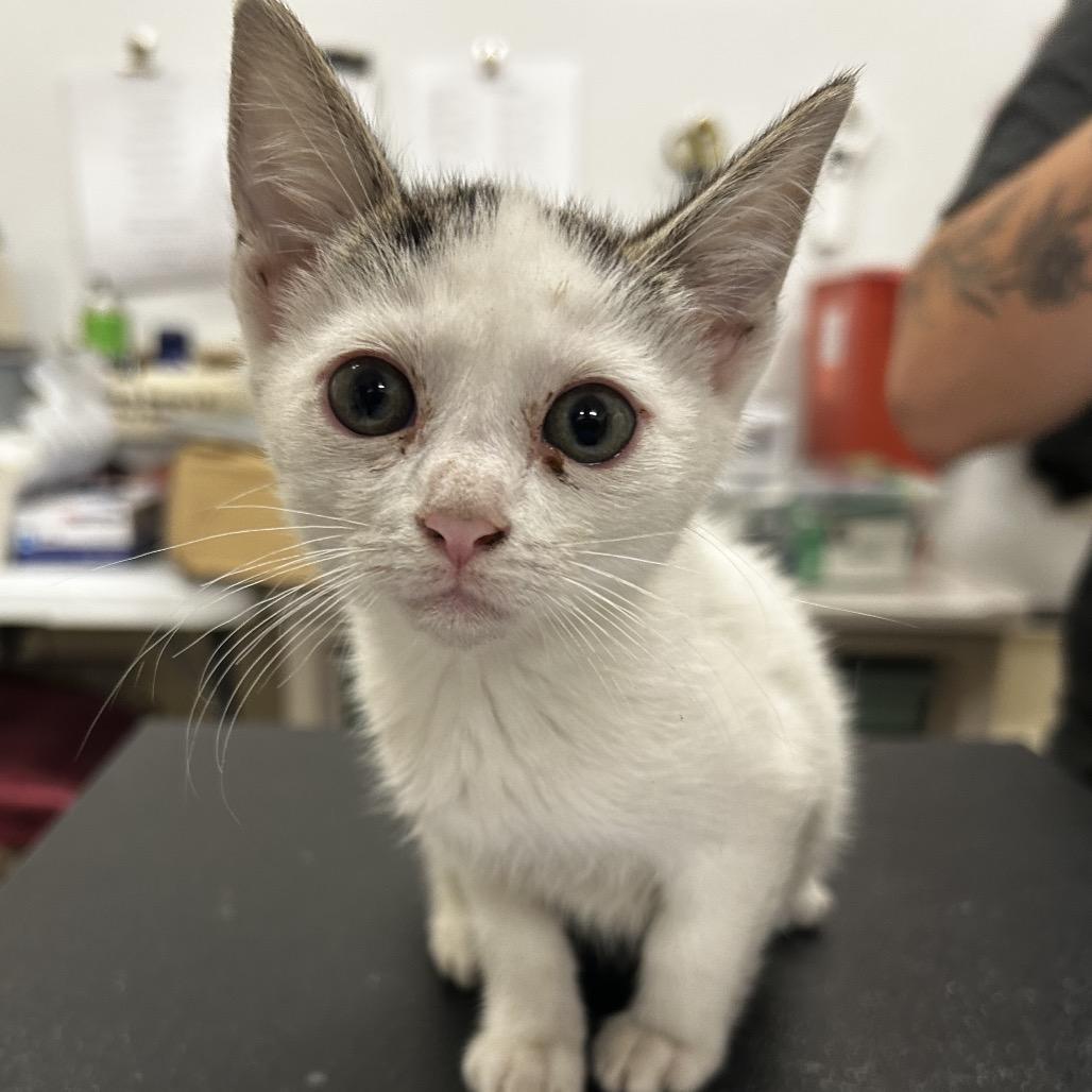 LACEY, Adoptable, Kitten Female Domestic Short Hair.