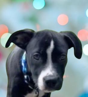 Roadie-I'm looking for a foster or furever home, ADOPTABLE, Puppy Female Mixed Breed.