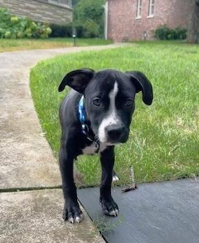 Enlarge Roadie-I'm looking for a foster or furever home, a ADOPTABLE Mixed Breed in Schaumburg, IL image 4/4