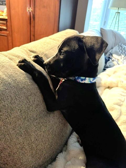 Enlarge Roadie-I'm looking for a foster or furever home, a ADOPTABLE Mixed Breed in Schaumburg, IL image 3/4