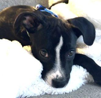 Enlarge Roadie-I'm looking for a foster or furever home, a ADOPTABLE Mixed Breed in Schaumburg, IL image 2/4
