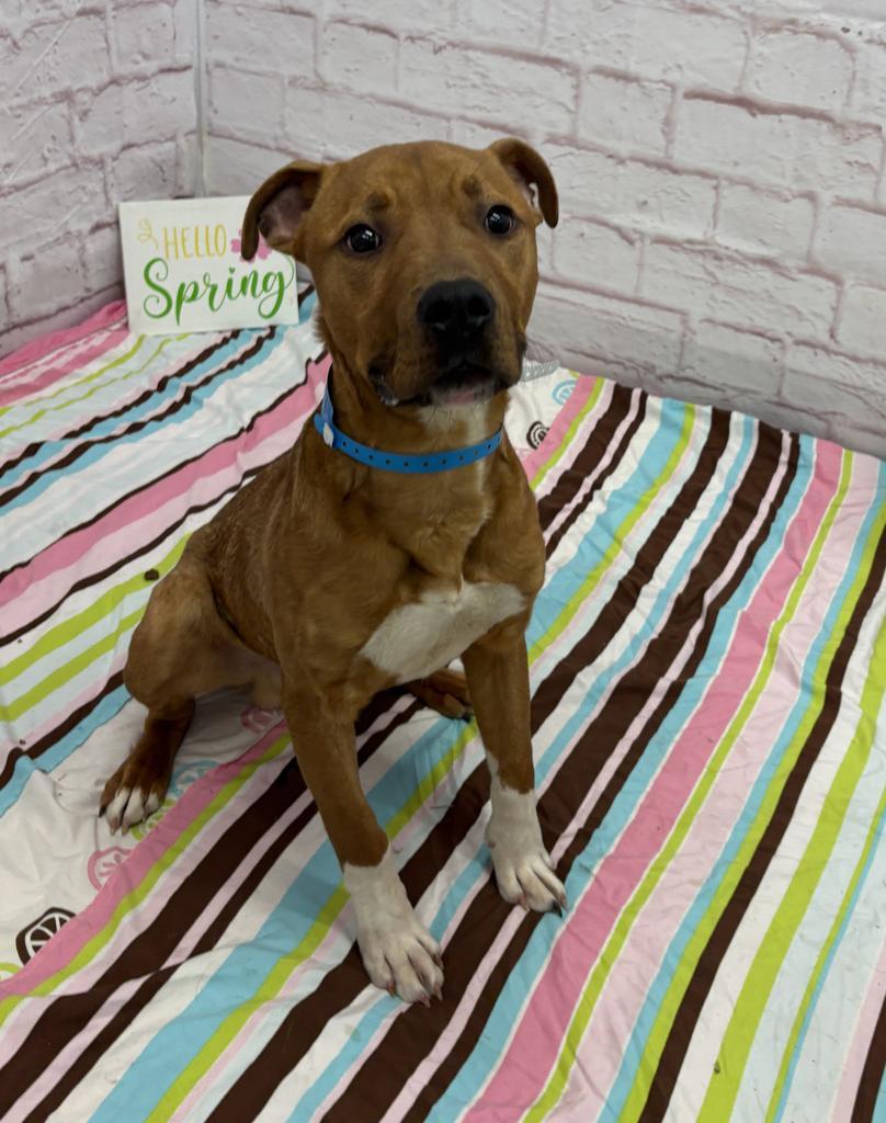 Enlarge Knead Love, a Adoptable mixed breed in Detroit, MI image 1/6