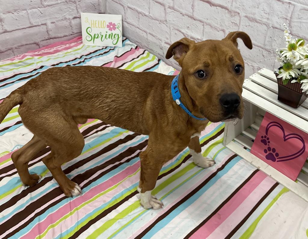 Enlarge Knead Love, a Adoptable mixed breed in Detroit, MI image 2/6