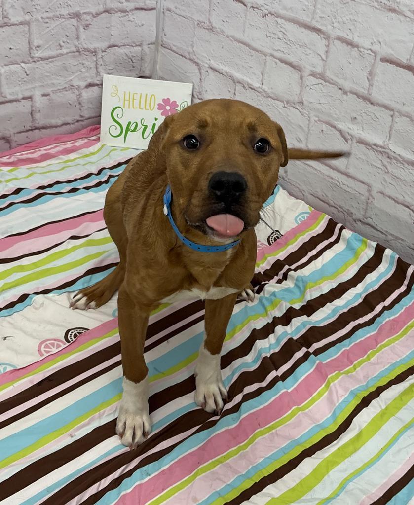 Enlarge Knead Love, a Adoptable mixed breed in Detroit, MI image 3/6