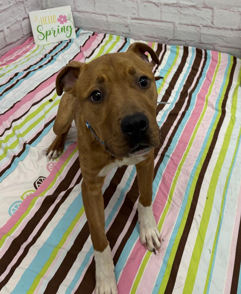 Enlarge Knead Love, a Adoptable mixed breed in Detroit, MI image 4/6