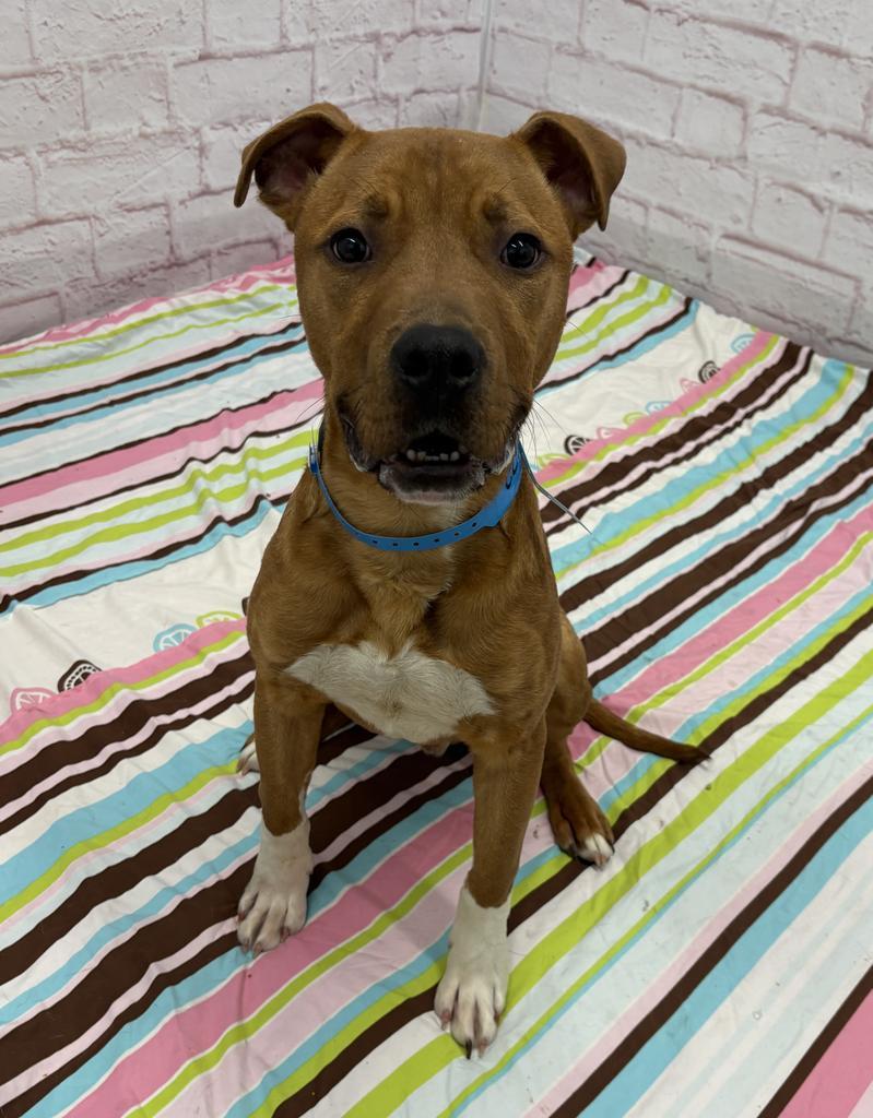 Enlarge Knead Love, a Adoptable mixed breed in Detroit, MI image 5/6