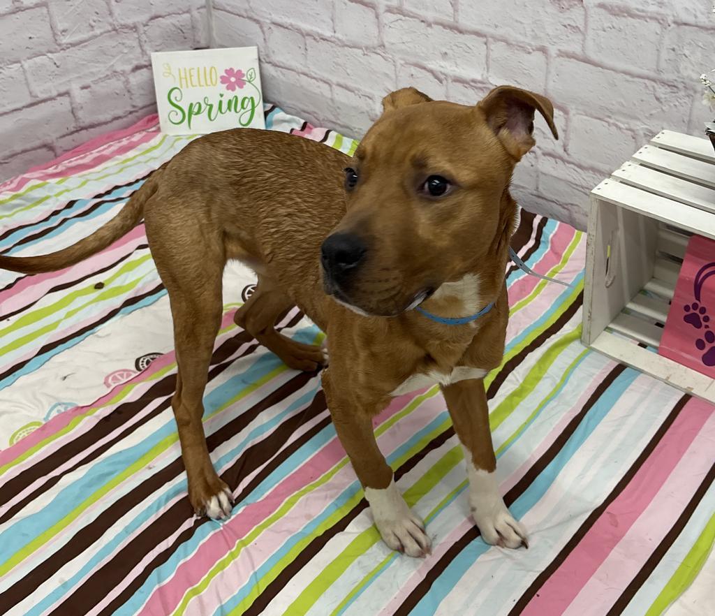 Enlarge Knead Love, a Adoptable mixed breed in Detroit, MI image 6/6