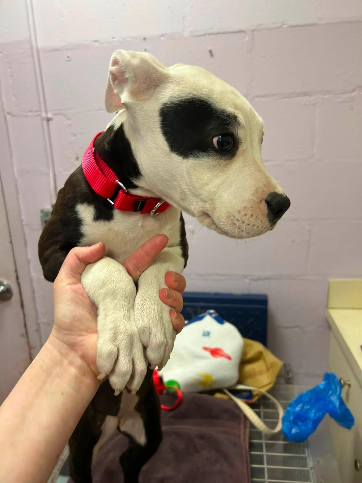 Enlarge Fruity Pebbles, a ADOPTABLE mixed breed in Jackson , NJ image 3/4