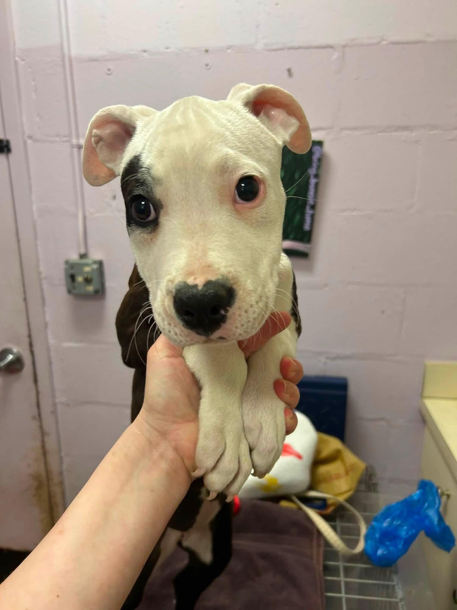 Enlarge Fruity Pebbles, a ADOPTABLE mixed breed in Jackson , NJ image 2/4