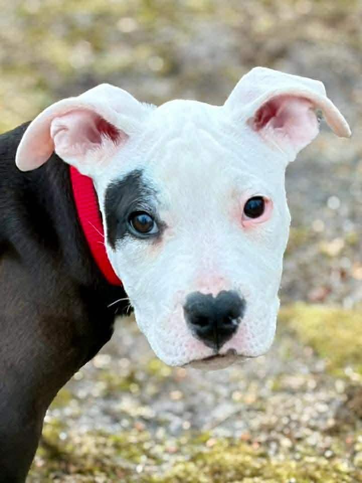 Fruity Pebbles, ADOPTABLE, Puppy Female Pit Bull Terrier.
