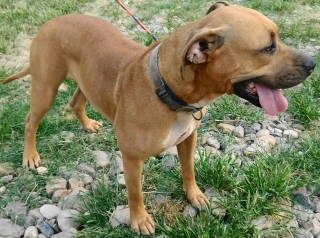 Reya, a Adoptable mixed breed in Frankston, TX image 1/10
