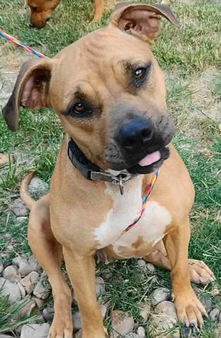 Reya, a Adoptable mixed breed in Frankston, TX image 3/10