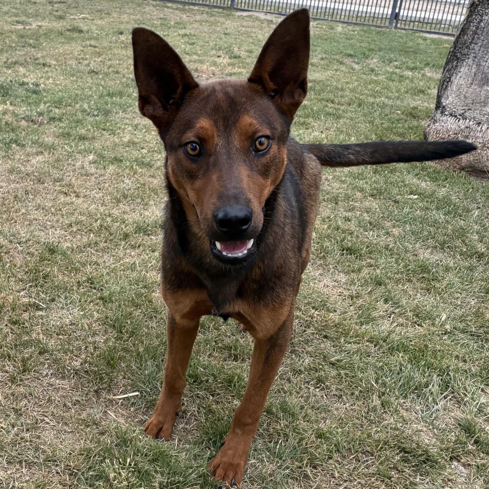 Enlarge Juniper, a Adopted Shepherd in Delano, CA image 2/2