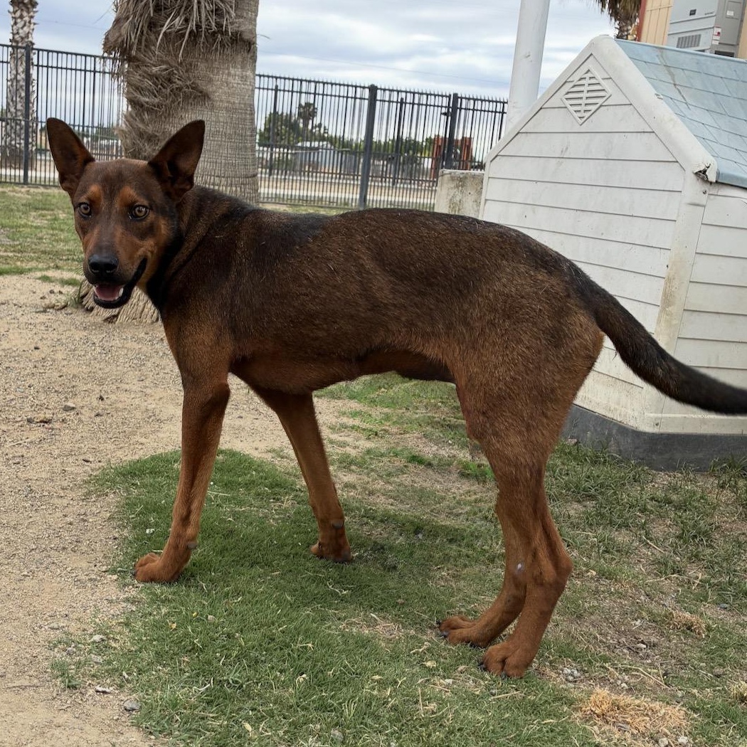 Juniper, Adopted, Young Male Shepherd.