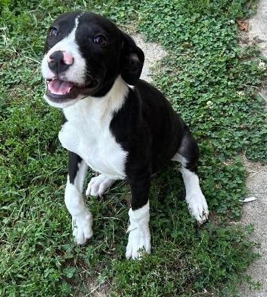 Enlarge BRADLEY, a Adoptable mixed breed in Georgetown, KY image 2/5