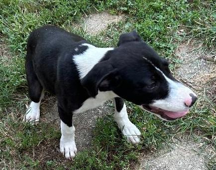 Enlarge BRADLEY, a Adoptable mixed breed in Georgetown, KY image 3/5