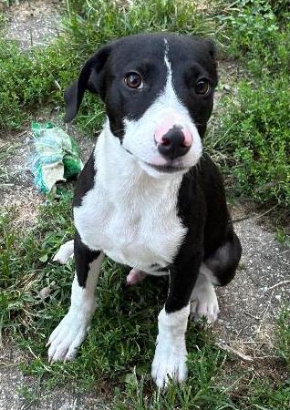 Enlarge BRADLEY, a Adoptable mixed breed in Georgetown, KY image 1/5