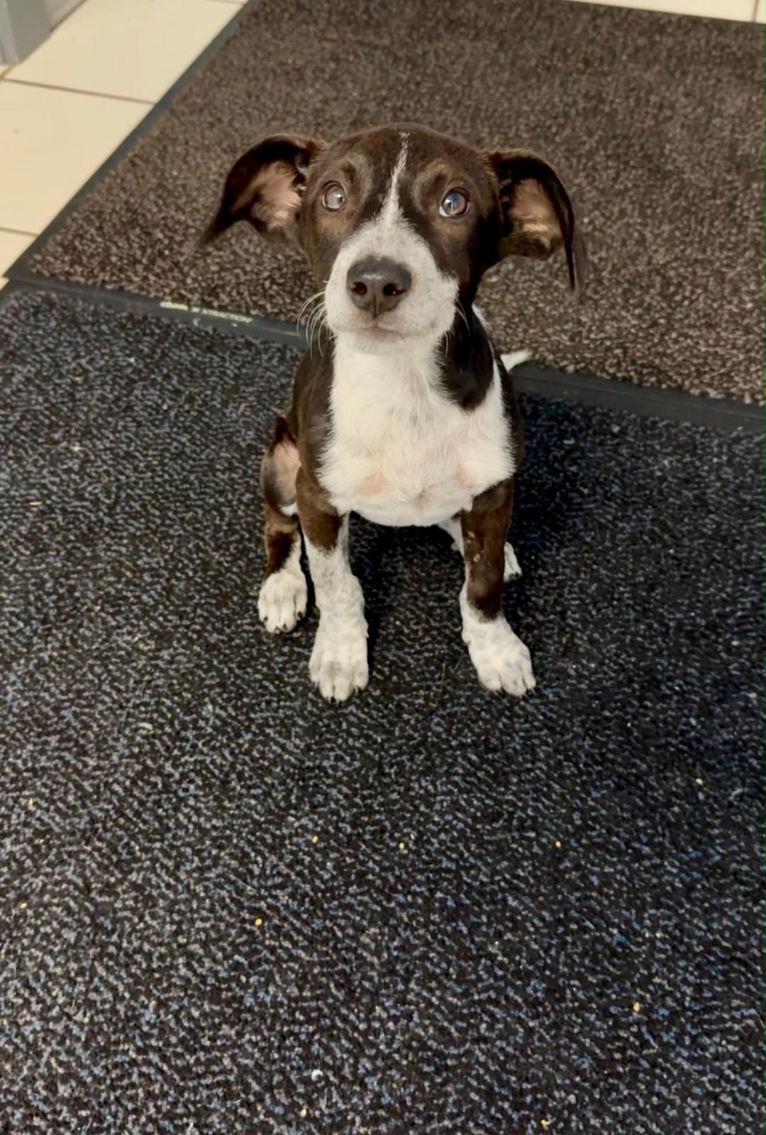 BARLEY, Adoptable, Puppy Male Jack Russell Terrier & Black Labrador Retriever.
