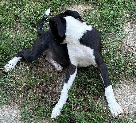 Enlarge BRADLEY, a Adoptable mixed breed in Georgetown, KY image 4/5