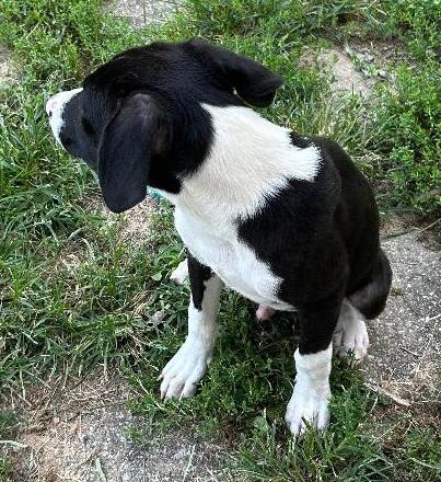 Enlarge BRADLEY, a Adoptable mixed breed in Georgetown, KY image 5/5