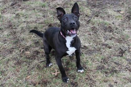 Belle, a Adoptable mixed breed in Kansas City, MO image 1/3
