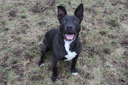 Belle, a Adoptable mixed breed in Kansas City, MO image 2/3