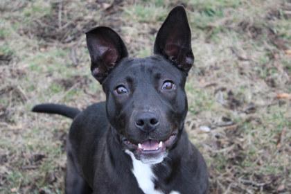 Enlarge Belle, a Adoptable mixed breed in Kansas City, MO image 3/3