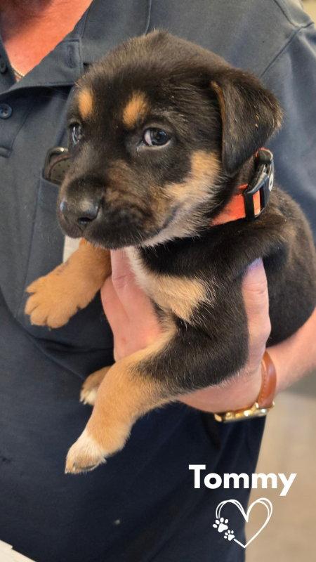 Tommy, Adopted, Puppy Male Pit Bull Terrier & German Shepherd Dog.