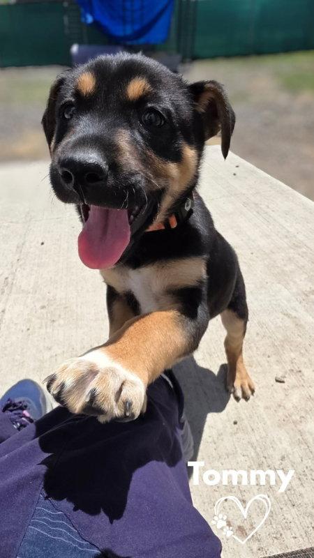 Enlarge Tommy, a Adopted mixed breed in Monte Vista, CO image 2/2