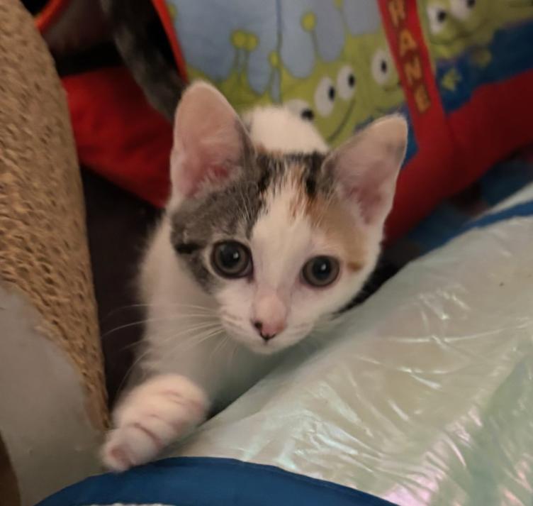 Enlarge Jo, a Adopted Calico in San Juan Capistrano, CA image 3/3