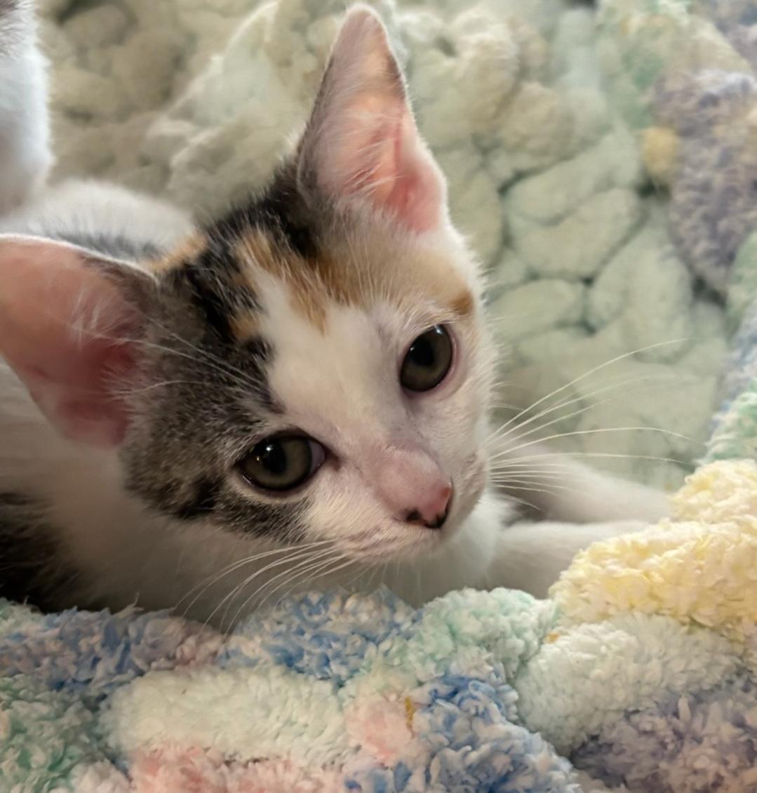 Enlarge Jo, a Adopted Calico in San Juan Capistrano, CA image 2/3