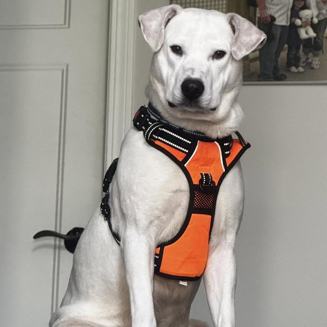Enlarge Piglet, a ADOPTABLE Labrador Retriever in Hartland, WI image 5/6