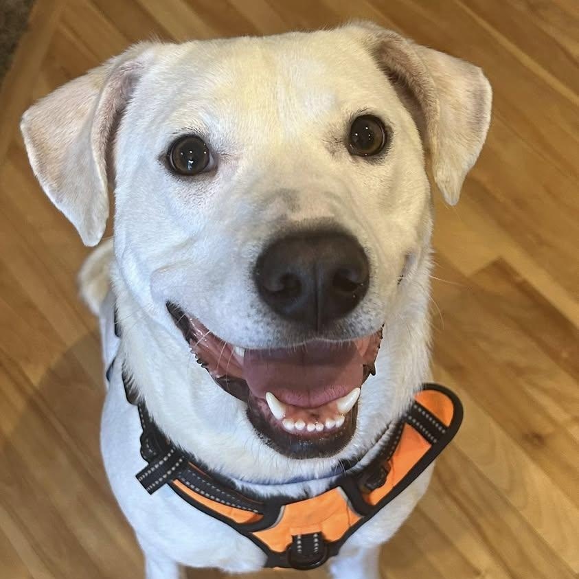 Piglet, ADOPTABLE, Young Female Labrador Retriever.