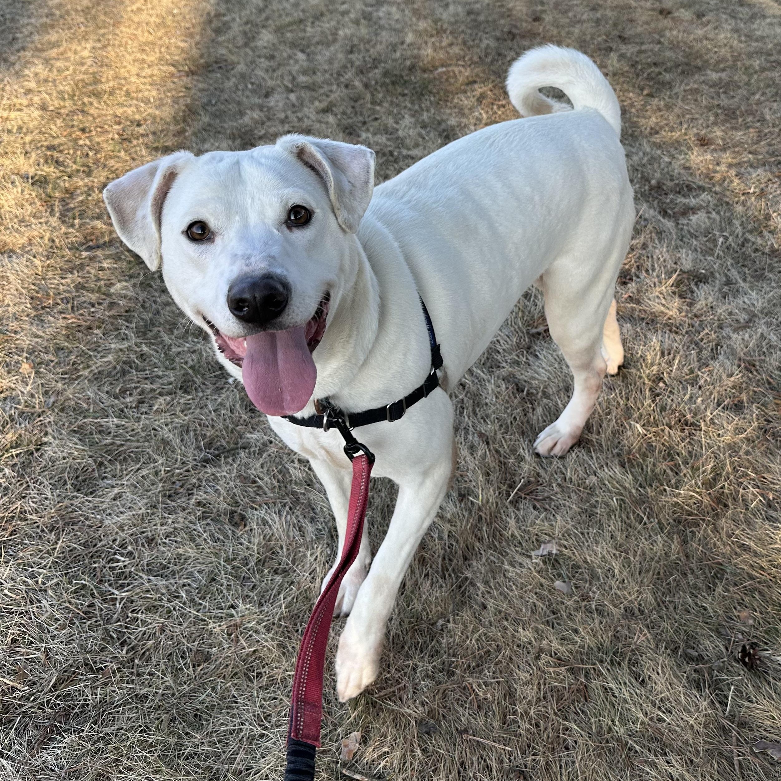 Enlarge Piglet, a ADOPTABLE Labrador Retriever in Hartland, WI image 4/6