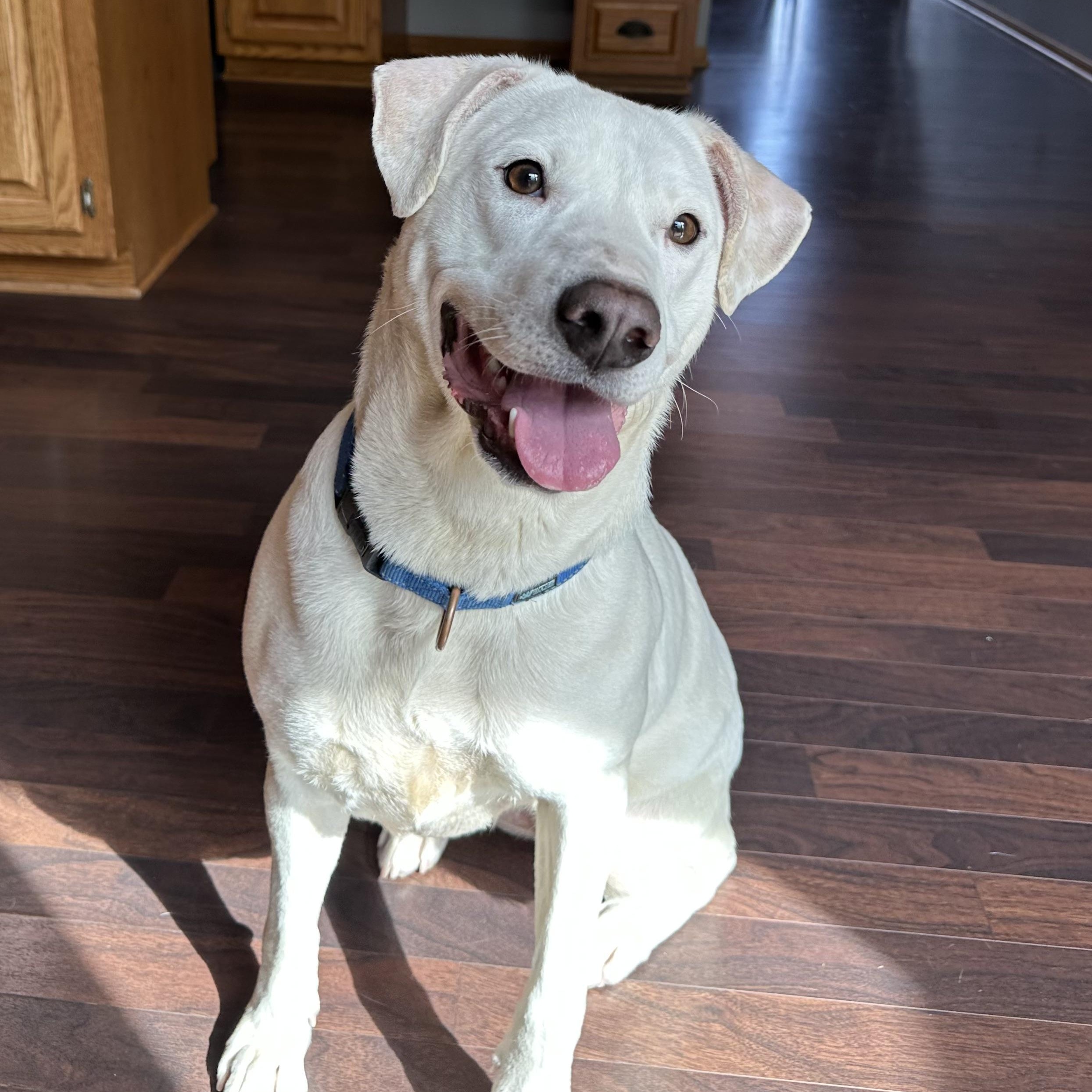 Enlarge Piglet, a ADOPTABLE Labrador Retriever in Hartland, WI image 2/6