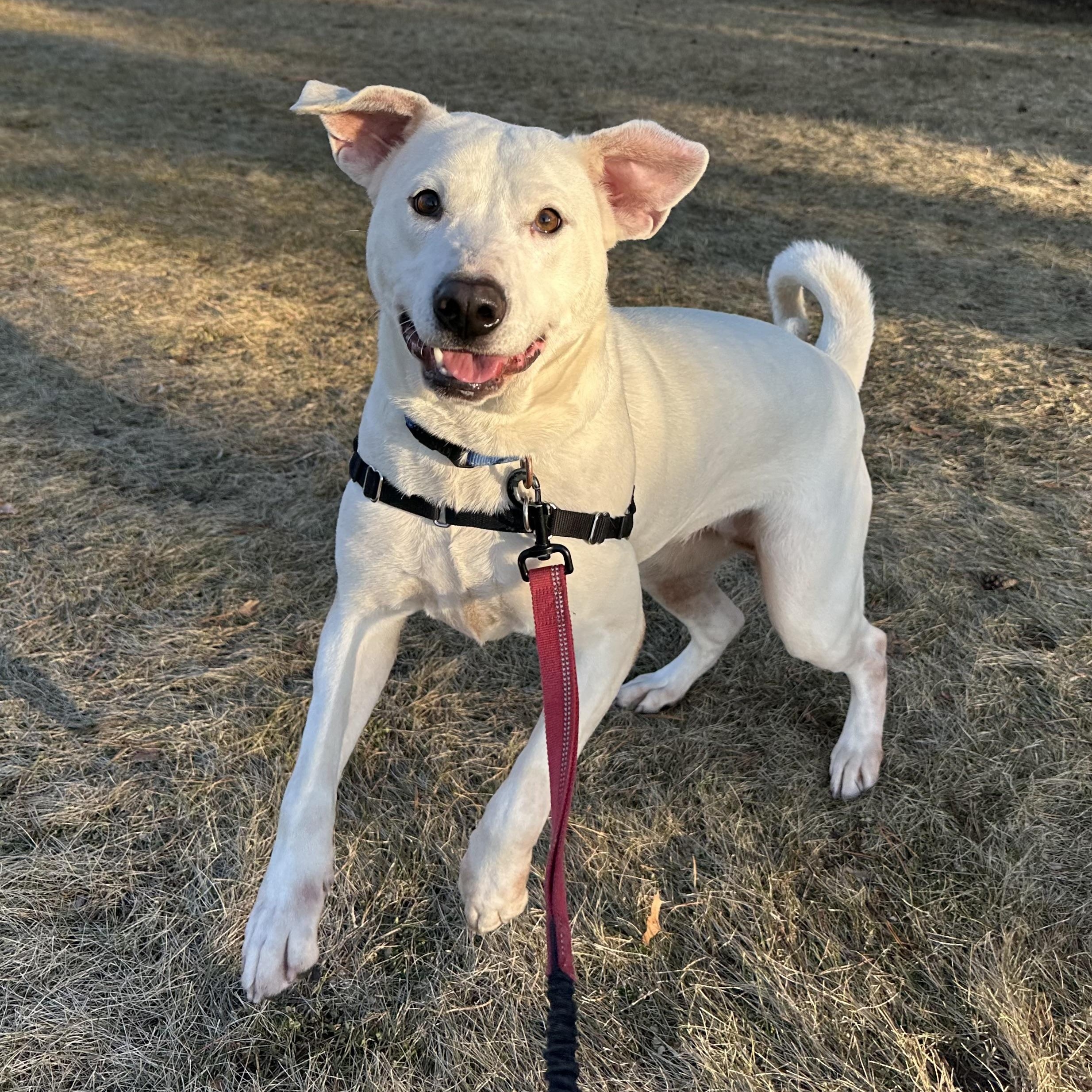 Enlarge Piglet, a ADOPTABLE Labrador Retriever in Hartland, WI image 3/6