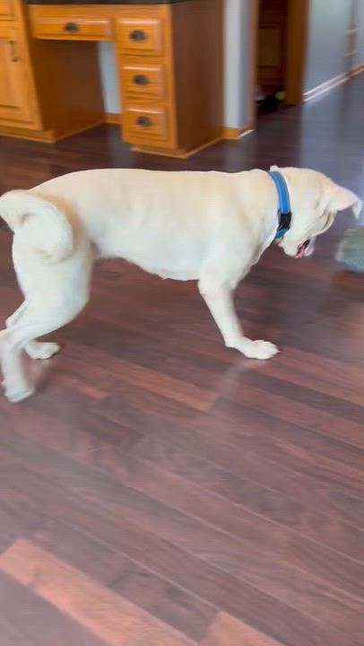 Enlarge Piglet, a ADOPTABLE Labrador Retriever in Hartland, WI video 6/6