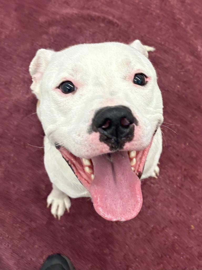 Enlarge Dickerson, a Adoptable mixed breed in Detroit, MI image 1/6