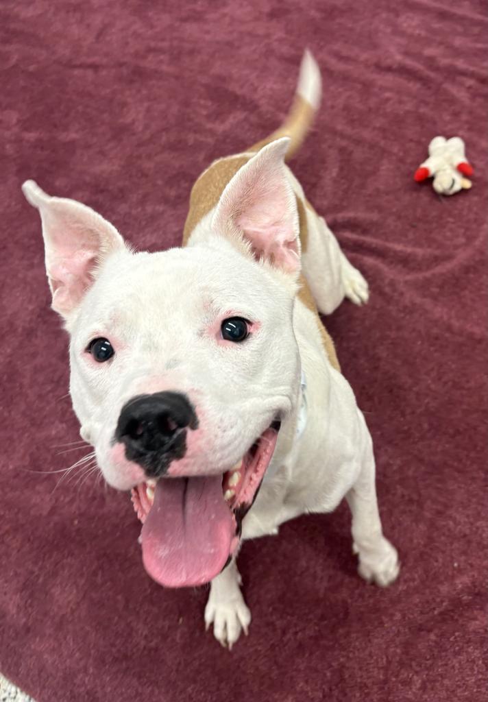 Enlarge Dickerson, a Adoptable mixed breed in Detroit, MI image 2/6