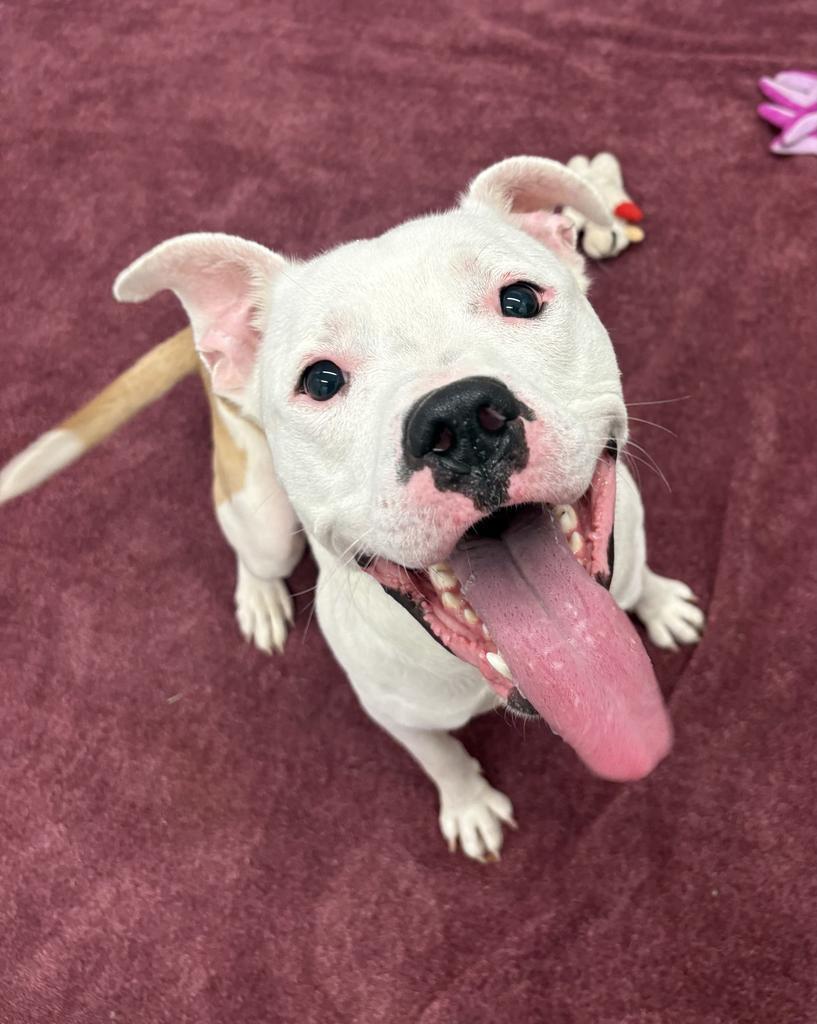 Enlarge Dickerson, a Adoptable mixed breed in Detroit, MI image 3/6