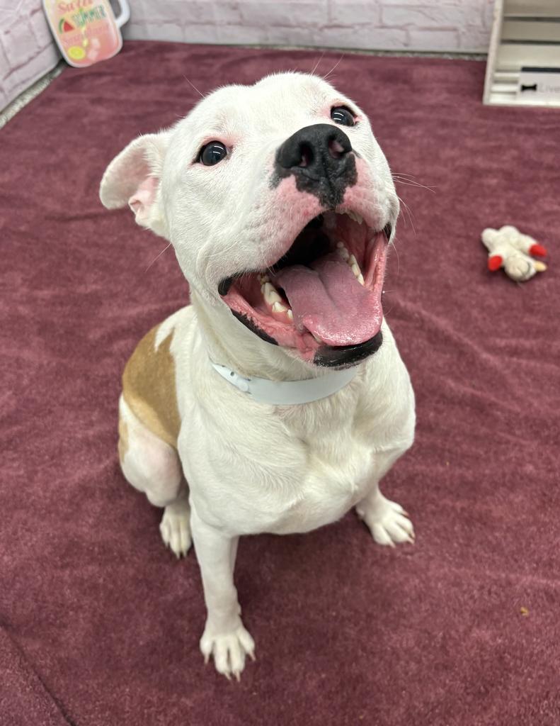 Enlarge Dickerson, a Adoptable mixed breed in Detroit, MI image 4/6