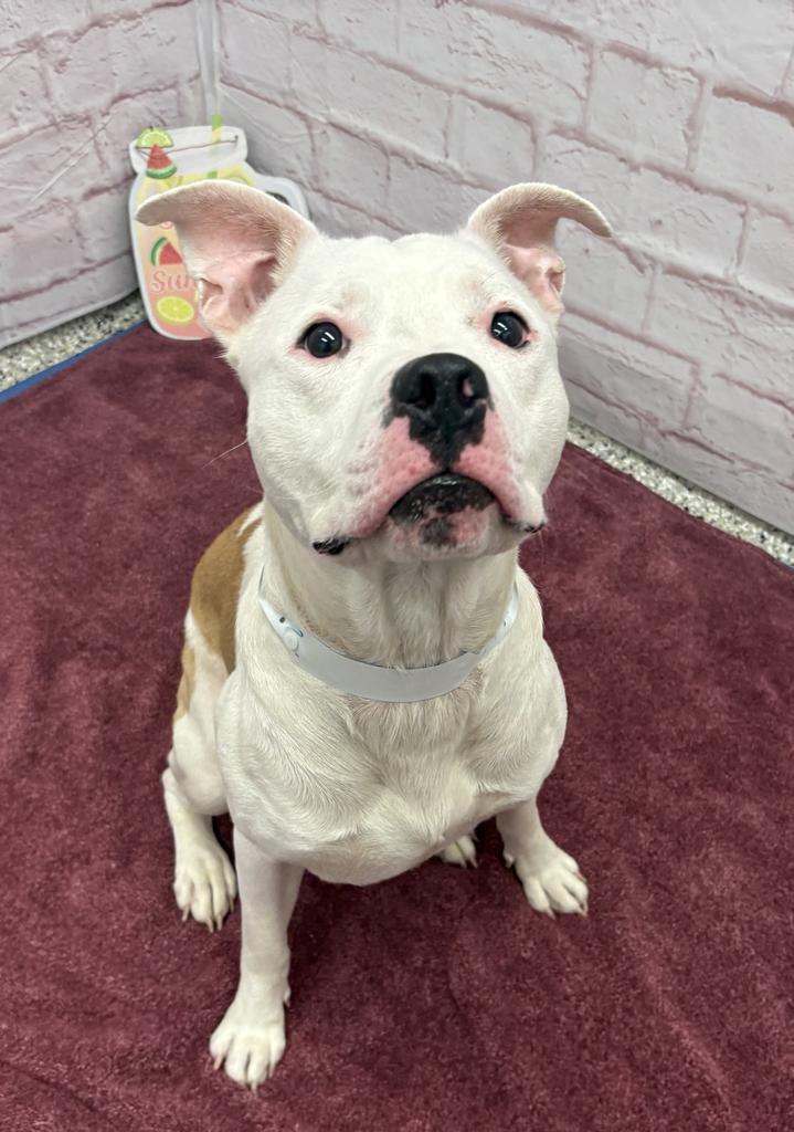 Enlarge Dickerson, a Adoptable mixed breed in Detroit, MI image 5/6