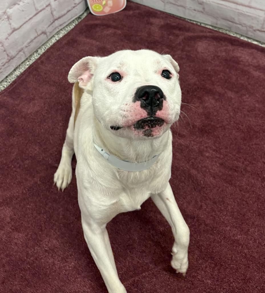 Enlarge Dickerson, a Adoptable mixed breed in Detroit, MI image 6/6