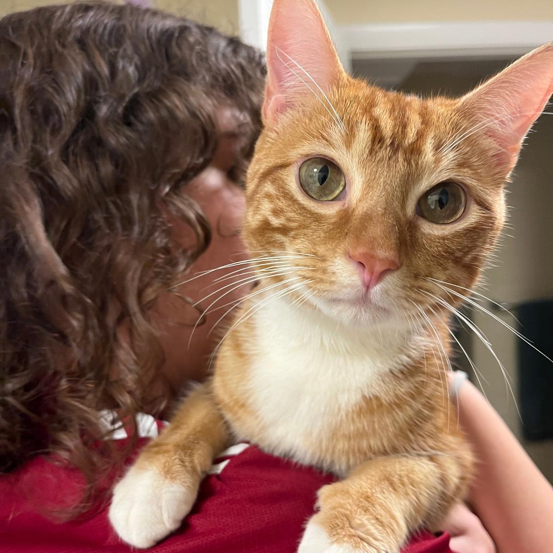 Mango, a Adoptable mixed breed in Arlington, VA image 1/3