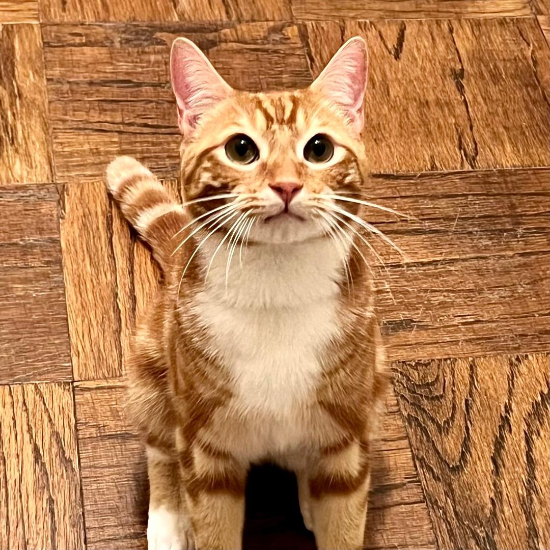 Mango, Adoptable, Young Male Domestic Short Hair & Tabby.