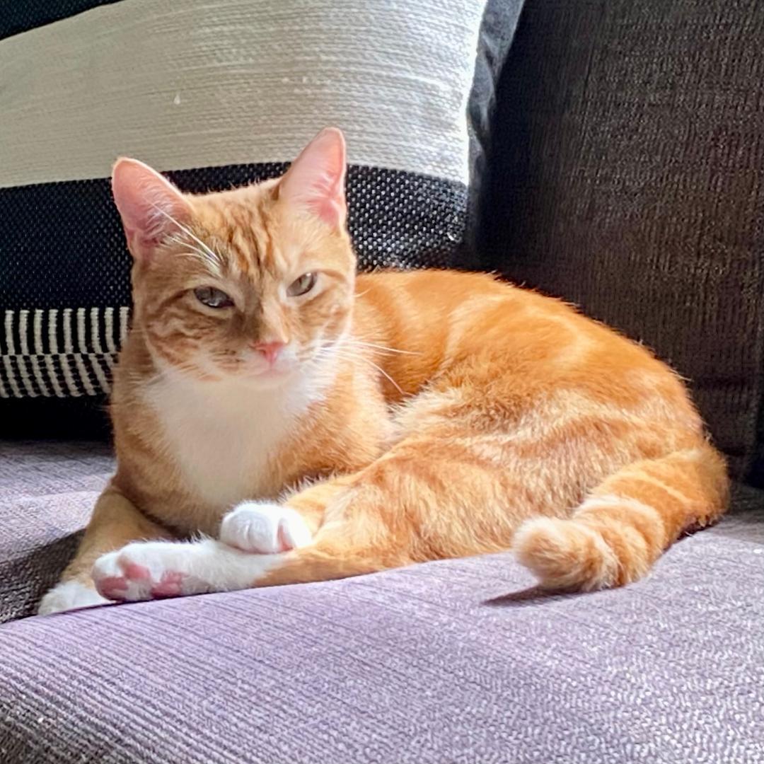 Mango, Adoptable, Young Male Domestic Short Hair & Tabby.