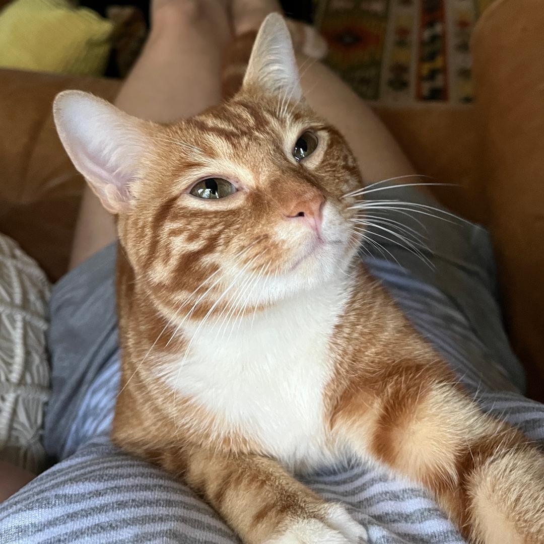 Mango, a Adoptable mixed breed in Arlington, VA image 3/3